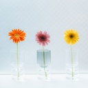 Glass Flower Vase - Transparent Black